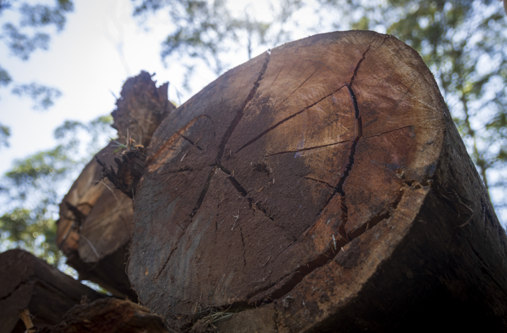 logs for cod