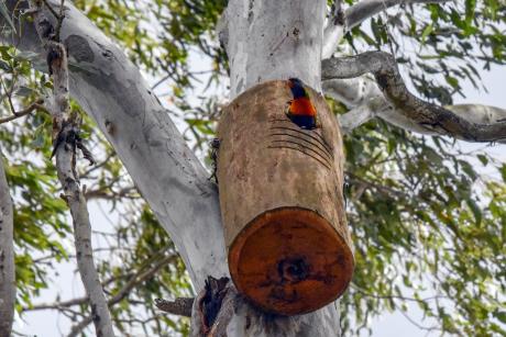 A rainbow lorikeet makes use of one of the recently installed nest boxes near North Pine Dam. Photo credit Kaitlin Evans - Verterra.