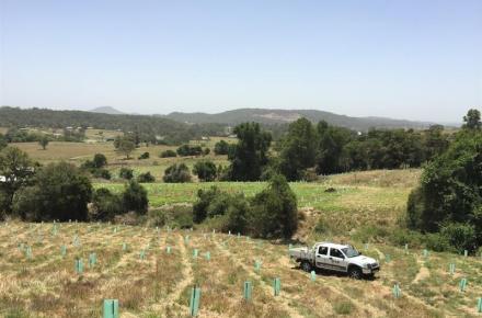 tree planting near Baroon Pocket Dam